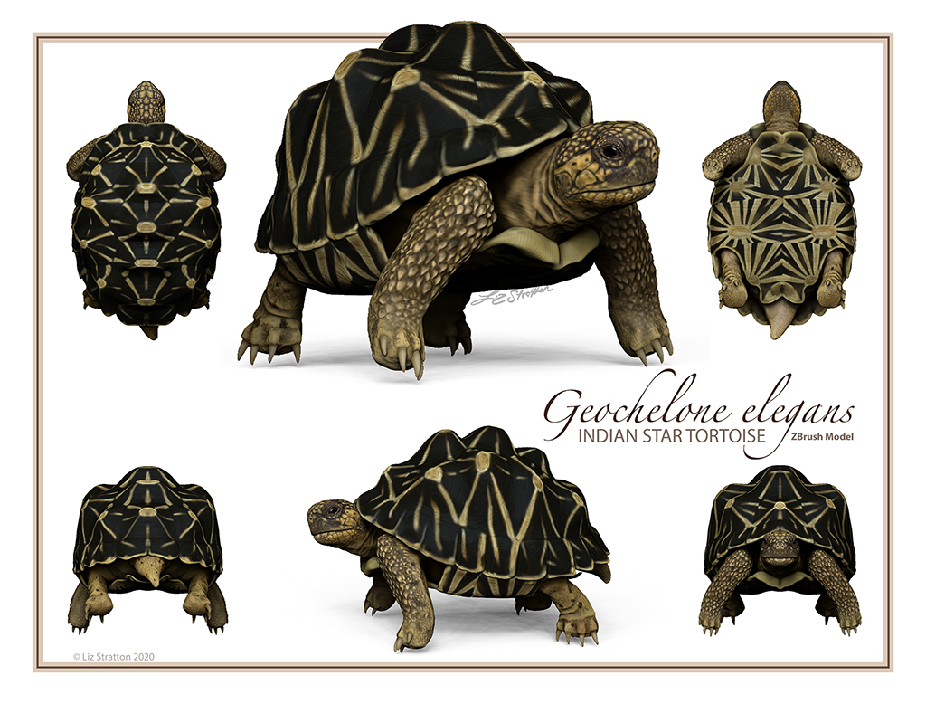 Liz Stratton - Indian Star Tortoise Model